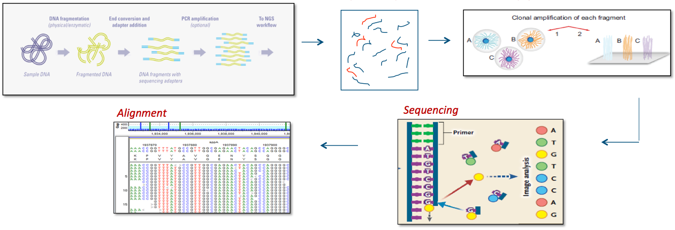 Exome Sequencing Processes